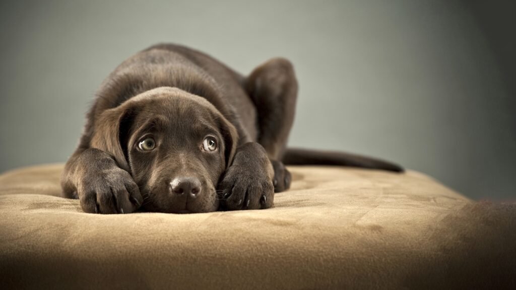 Causes of separation anxiety in Dogs