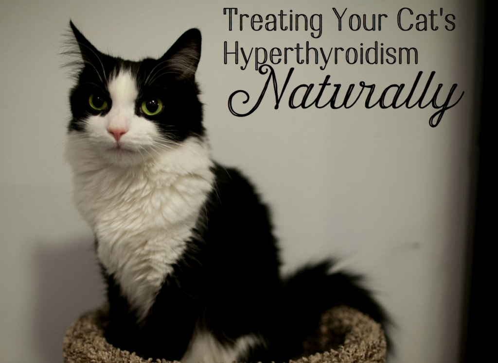 Methimazole for Cats Managing Feline Hyperthyroidism