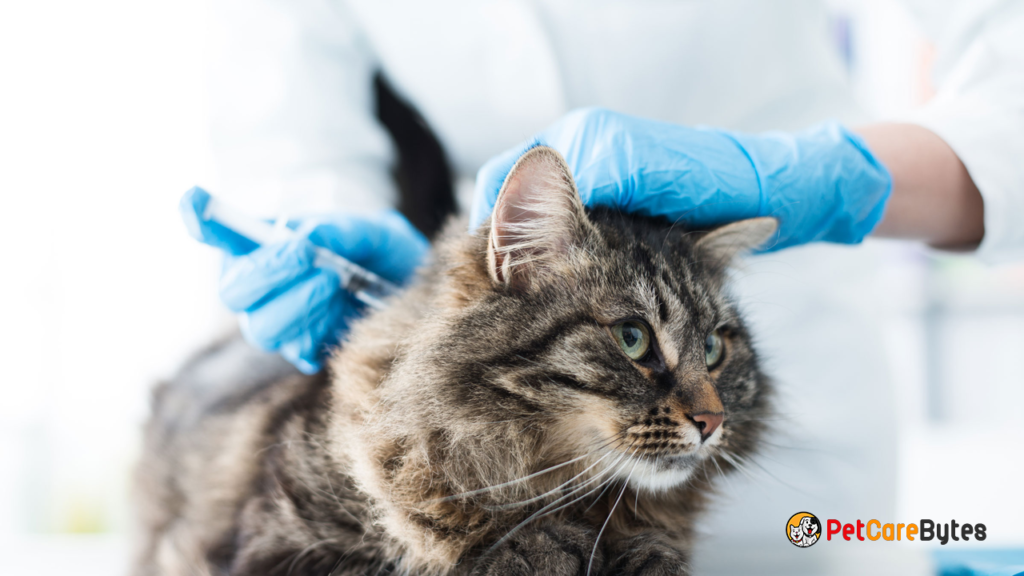 Methimazole for Cats Managing Feline Hyperthyroidism