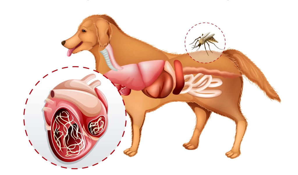 The Benefits of Dog Heartworm Test at Home