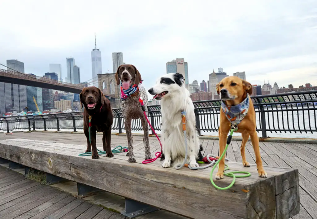 Importance of Pet-Friendly Cities