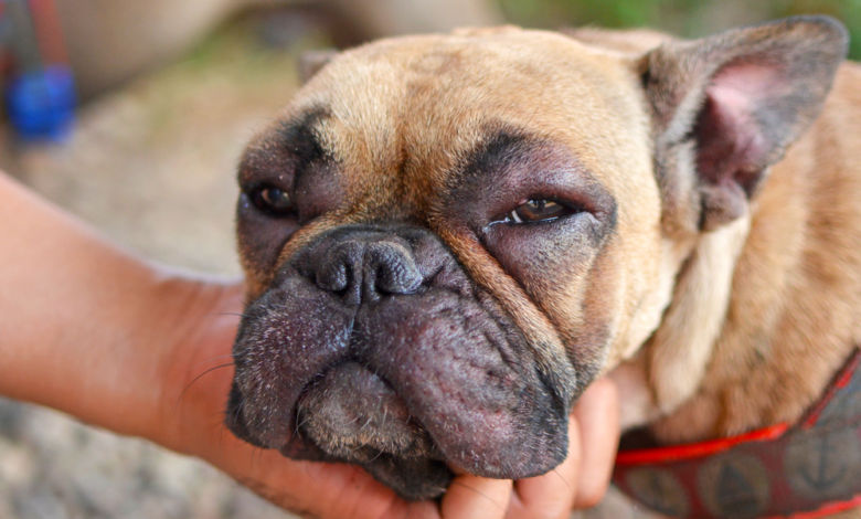 Facial swelling in dogs causes and treatments