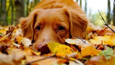 Dog Breeds for Outdoor Enthusiasts