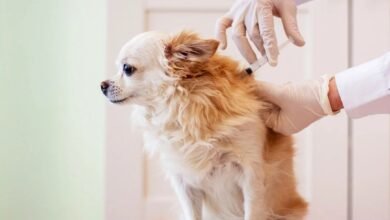 First-Year Puppy Vaccinations