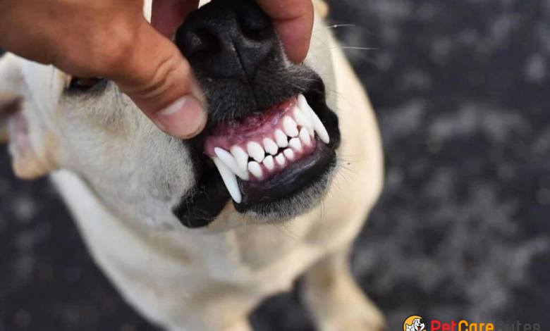 How many teeth should a dog have