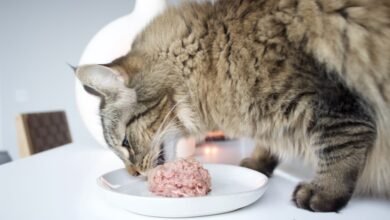 Nutrition for Cats