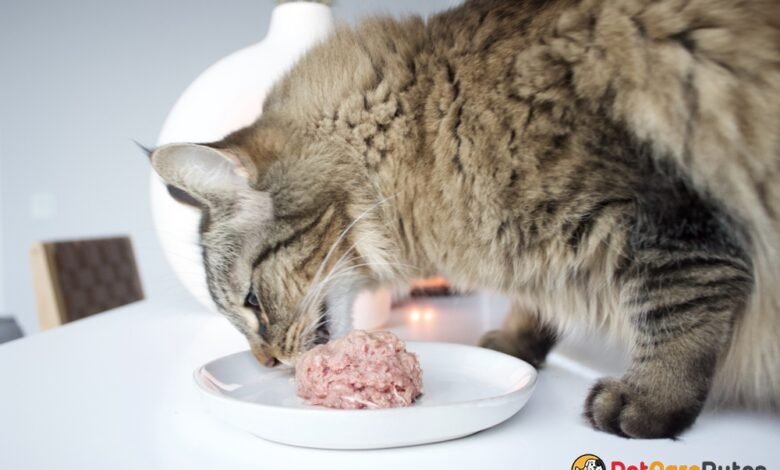 Nutrition for Cats