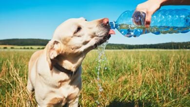 Heatstroke in Dogs