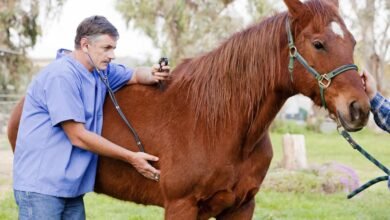 Horse Care Guidelines