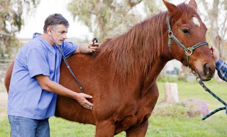 Horse Care Guidelines