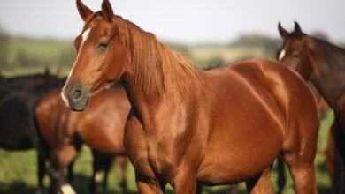 How to Take Care of Horses