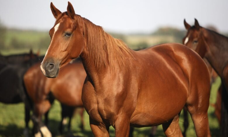 How to Take Care of Horses