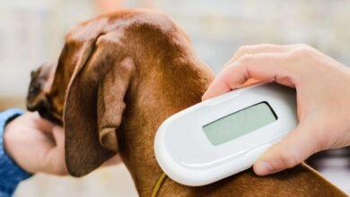 Importance of Microchipping Your Pets