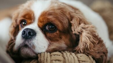 What to Know About Dog Anxiety