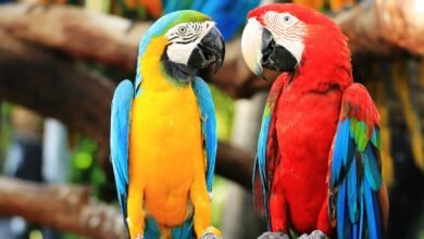 Parrots Care Tips