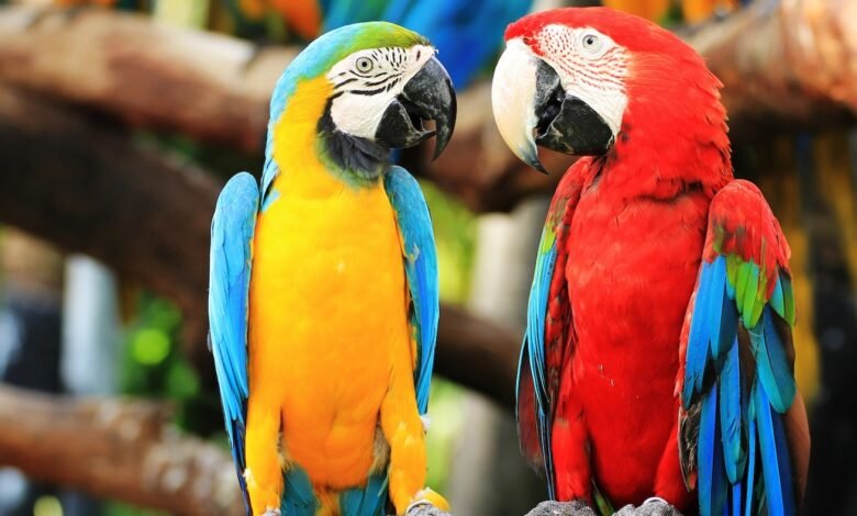 Parrots Care Tips