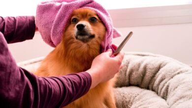 The Role of Grooming in Pet Care