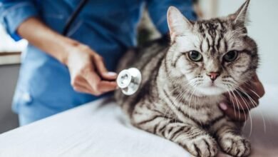 Pneumonia in Cats - Causes, Symptoms & Treatment