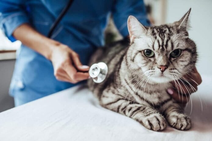 Pneumonia in Cats - Causes, Symptoms & Treatment