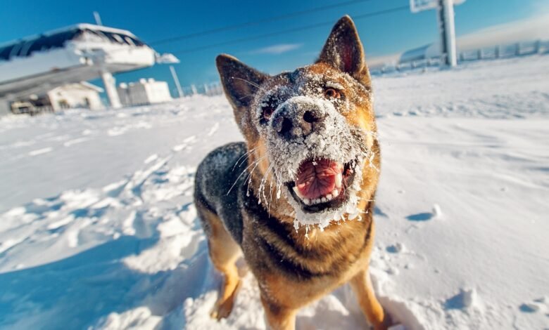 Winter Dog Grooming