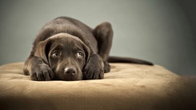 Causes of separation anxiety in Dogs