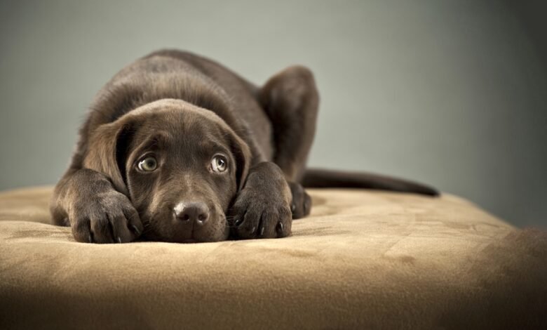 Causes of separation anxiety in Dogs