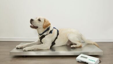 Help Your Pets Shed Winter Weight