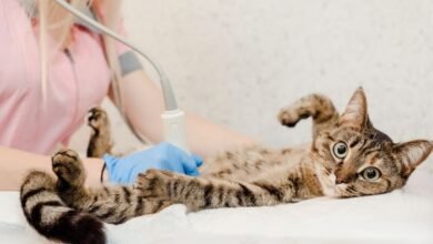 Hernia in cats