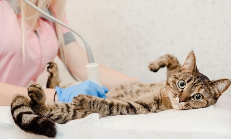 Hernia in cats