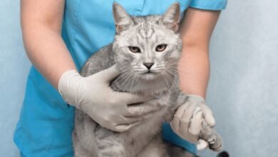 Some common cat illnesses & symptoms