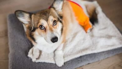 ACL (CCL) Injuries & Surgeries in Dogs