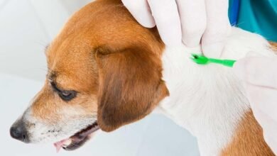 Babesiosis Treatment in Dogs