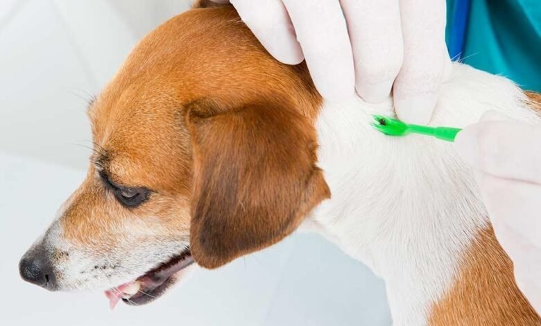 Babesiosis Treatment in Dogs