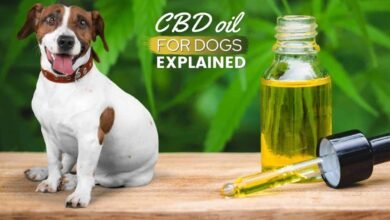 CBD for Your Dog