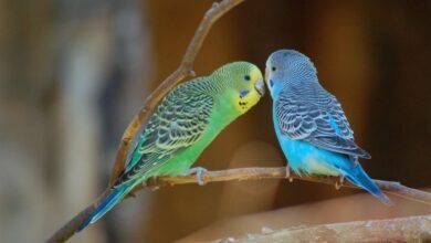 How Long Do Parakeets Live