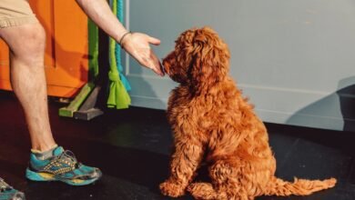 How to Start Training Your Puppy