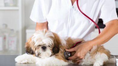 Health Checks for Dogs