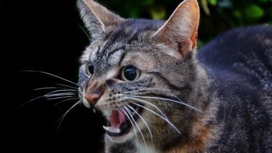 Rabies in Cats