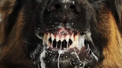 Rabies in Dogs