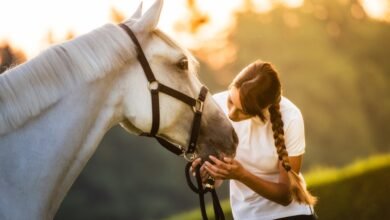 Rabies in horses