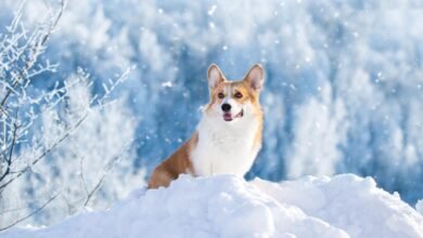 How to Keep Pets Safe During this Winter?