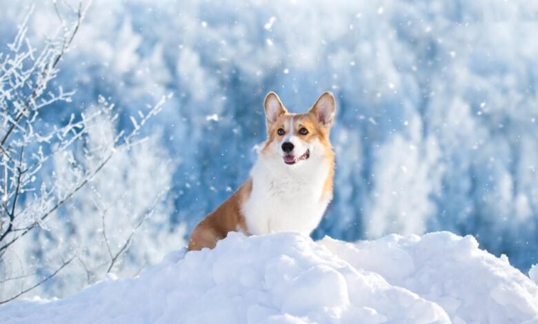 How to Keep Pets Safe During this Winter?