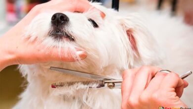 The Role of Grooming in Pet Care