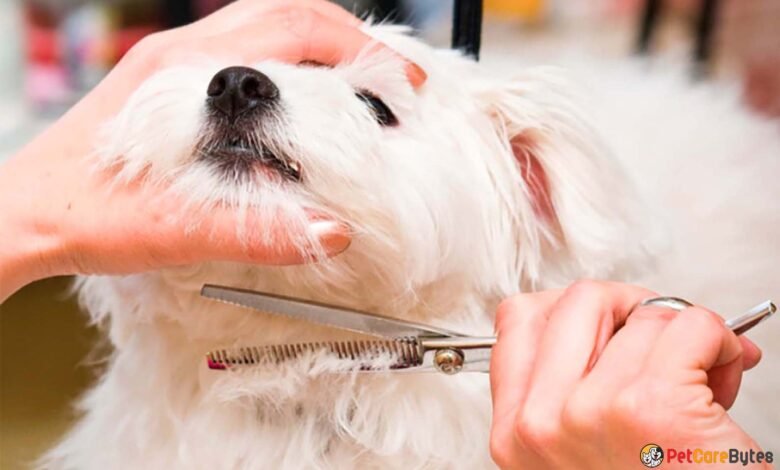 The Role of Grooming in Pet Care