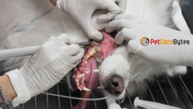 3 Signs It’s Time for the First Pet Dental Cleaning