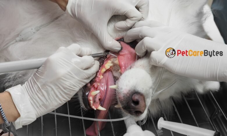 3 Signs It’s Time for the First Pet Dental Cleaning