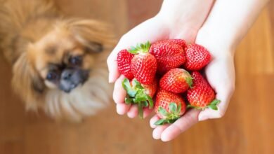 6 Dangers of Stone Fruits for Dogs