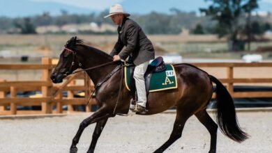 Australian Stock Horse