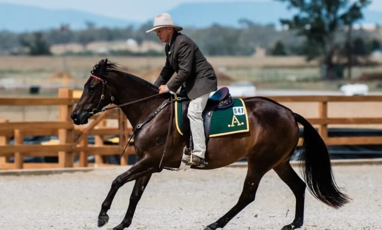 Australian Stock Horse