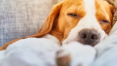 Can Melatonin Help Dogs Calm Down